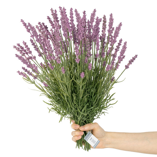 The Seasonal Aisle Artificial Lavender Stems Wayfair.co.uk